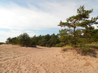Fototapeta na wymiar Sand dunes and pine trees on a sunny summer day, beautiful landscape