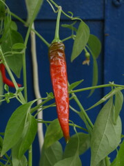 hot red pepper on a branch