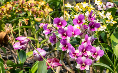 Pink orchid in the garden