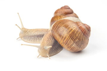 Helix pomatia. grape snail on a white background. mollusc and invertebrate. gourmet protein meat food. communication of the individual in society
