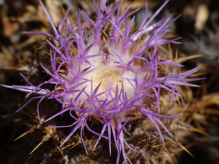 Fiore del cardo selvatico