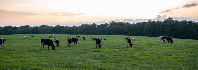 A sunset, sunrise panorama of a pasture where a herd of holstein cattle are grazing freely on the...