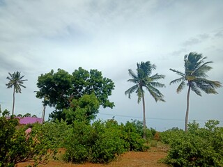 palm trees and blue sky