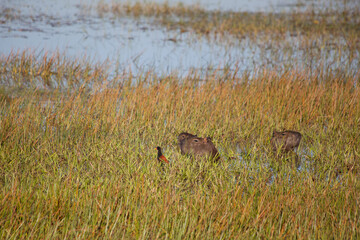 Capybara and ducks at wetland - Mato Grosso do Sul - Brazil