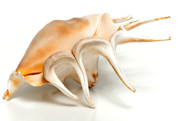 Big tropical seashell isolated on white background