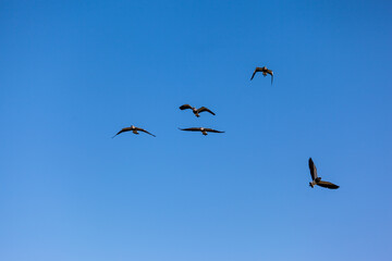 Birds Southern Lapwing flying at blue sky without clouds