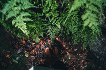 Close-Up Of  Dark green leaves