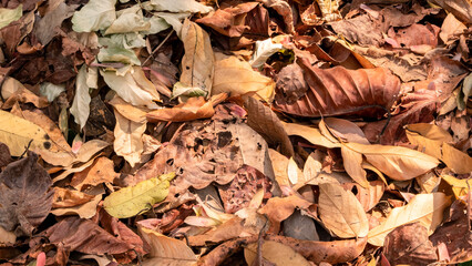 autumn leaves on ground