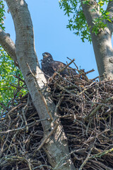 Baby bald eagle sitting in giant nest in tree
