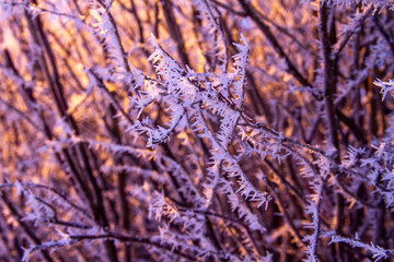 Beautiful frost on the tree branches. The light of a lantern on a white frost in the winter.