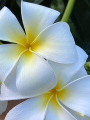 A close-up photograph of a white tropical frangipani flower, fragrant bloom