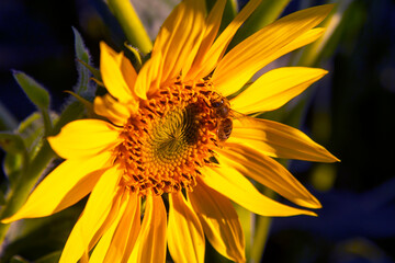 bee pollinates blooming sunflower close-up. Agronomy, agriculture and botany.