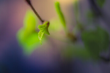 Spring background of the young green leaves of birch. The buds bloom in the spring. Close up. Copy space.