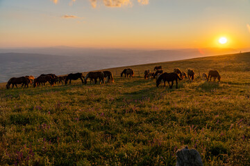 Horses in a sunset.