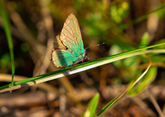 Pigeons are a family of diurnal butterflies. An insect sitting on a blade of grass