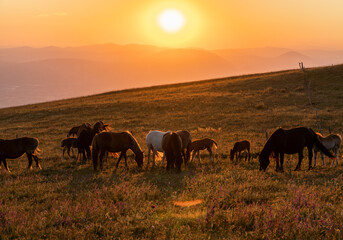 Fototapeta na wymiar Horses in a sunset.