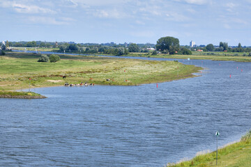 Typical Dutch river landscape where cows take bath in river, grassland, floodplain and the river Rhine near Wageningen, Gelderland, the Netherlands. The city of Arnhem in the background