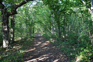 Fototapeta premium Trail through a green forest