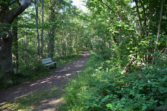 Resting place by a footpath in a green forest
