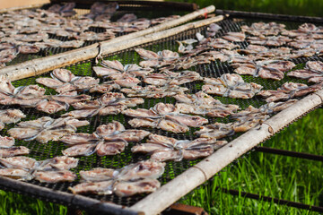 Fototapeta na wymiar Dried fish of local fishermen. Sun-dried fish