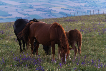 Fototapeta premium Horses in a sunset.