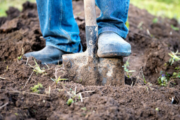 Male feet in rubber boots digging the ground in the garden bed with an old shovel in the summer garden