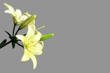 Yellow lily flowers isolated on grey background with copy space