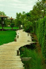 bamboo walkway in green rice field