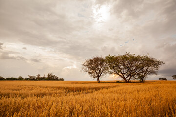 Fototapeta premium Planting of oats in the evening