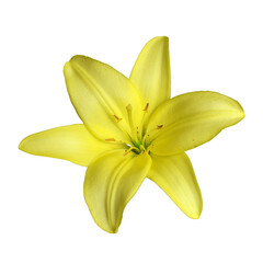 Obraz premium Yellow lily isolated on white background