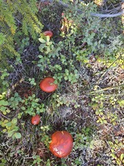 mushrooms in the forest