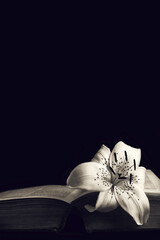 Sympathy card with copy space. White lily flower on open book