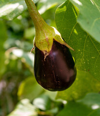 An eggplant on the vine in Spring, TX