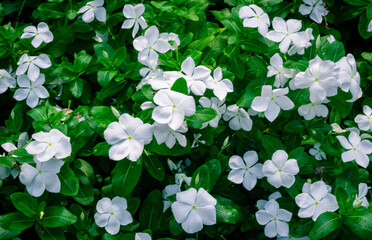 Periwinkle White Dwarf plant for Garden in Spring, TX.