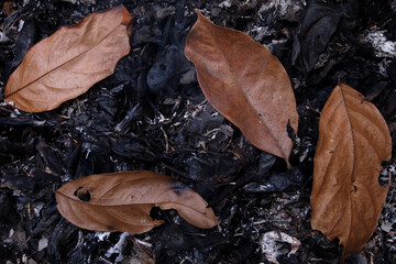 Burning dry leaves. Charcoal leaf background