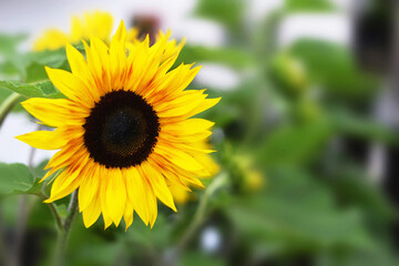 Close up of sunflower in the garden