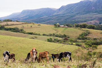 Cattle grazing beside Serra da Canastra National Park - Minas Gerais State - Brazil