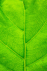 It is Green leaf texture for pattern