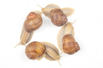 Helix pomatia. grape snail on a white background. mollusc and invertebrate. gourmet protein meat food. communication of the individual in society