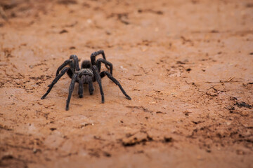 Spider walking at dirt road