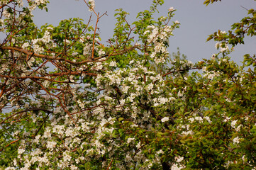 Apple Blossom in a tree