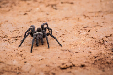 Spider walking at dirt road