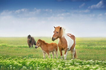 Naklejka na ściany i meble Pony mare with foal on asture