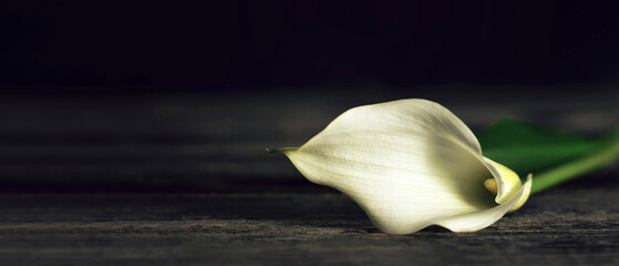 Fototapeta na wymiar Sympathy card with calla lily on dark wooden background with copy space