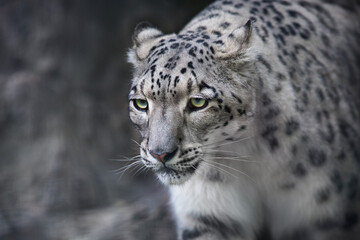 Close up snow leopard portrait