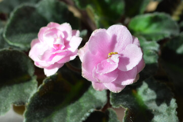 Top view of pink African violet flowers
