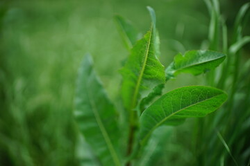 Fresh green horseradish grows in the garden. Art soft focus