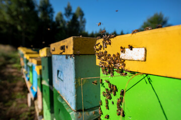 Obraz na płótnie Canvas Old colorful hives close up with bees settled on them on a sunny day