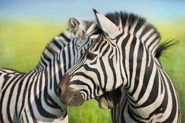 Fototapeta na wymiar Two Zebra close-up portrait