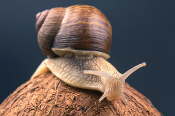 Helix pomatia. grape snail on a coconut on a dark background. mollusc and invertebrate. gourmet protein meat food.